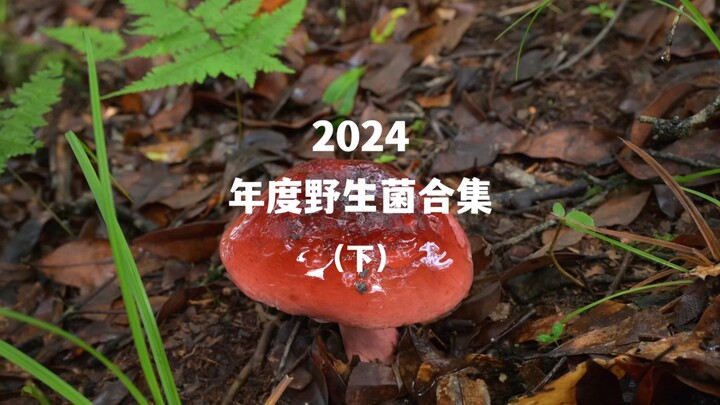 听说你们不看采蘑菇睡不着，雨天采菌