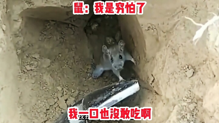หนูขโมยของแล้วถูกจับ หน้าตาน่าสงสารน่าเอ็นดู