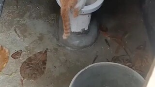 "PECINTA kucing"