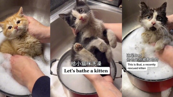 Give the newly rescued kitten a bath, no crying, no fuss, and a nice bath