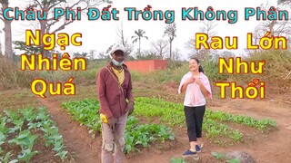 Kinh ngạc khi Vườn rau xóm trọ lớn nhanh như thổi||Anh đốt than trầm trồ||2Qvlogs cuộc sống châu phi