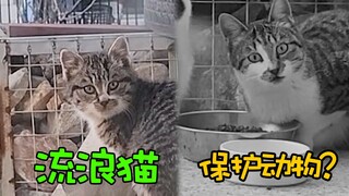 Animal protection came to my house for dinner? The famous cat who spent his entire life in prison?
