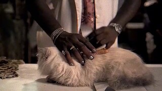 猫咪加黄油竟形成了永动机 #影视解说