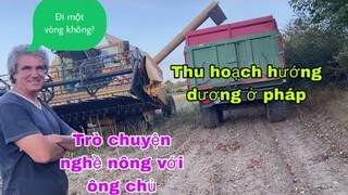 Thu hoạch hướng dương ở pháp/trò chuyện nghề nông thú vị cùng ông chủ/cuộc sống pháp