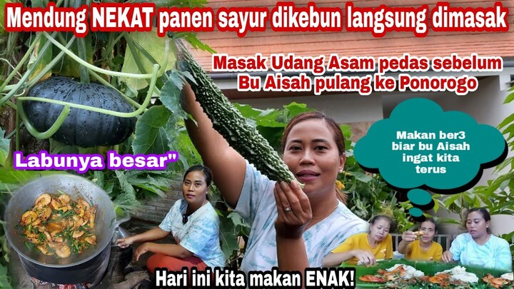 MENDUNG NEKAT PANEN SAYUR DIKEBUN LANGSUNG DIMASAK || MASAK UDANG ASAM MANIS PEDAS