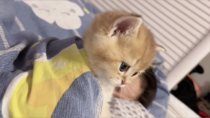 “On the journey of a little kitten’s growth… they always get wrapped in a towel.”