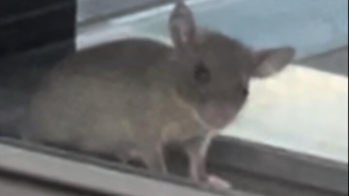 Jerry’s here to enjoy mala tang too!