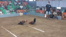 2 Hits Champion 26/06/2025 - Part 2