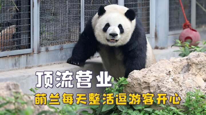 مينغ لان في أوج تألقها: تتظاهر بالانتهاء من العمل ثم تعود مفاجئةً، وتلتصق بالزجاج بجانب الزوار!