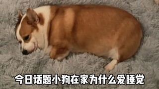 Mengapa anjing kecil suka tidur di rumah?
