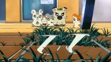 Hamtaro Episode 29 The Search for Dad's Glasses