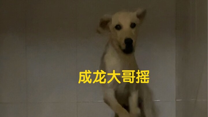 The Dog's Director Dream