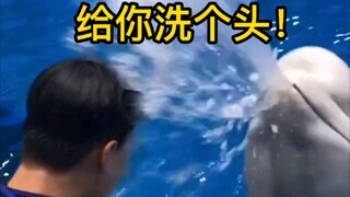 投喂员偷袭白鲸！结果被无情反杀！