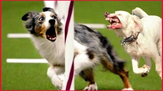 Dog  &  Cat Funny Video.