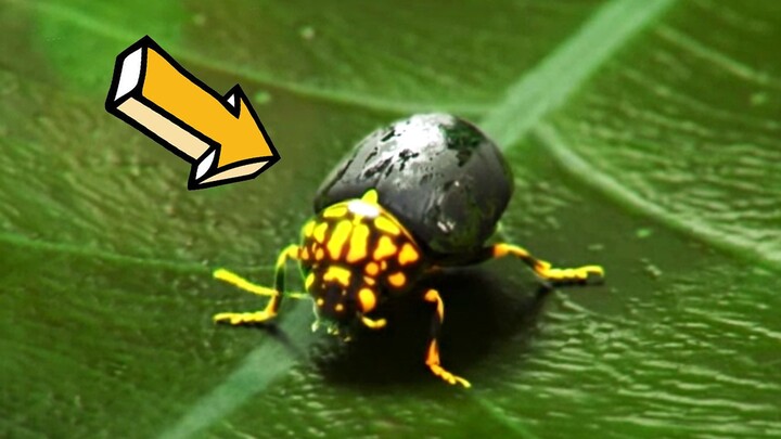 متعَبّر بالفضول! كيف تُنظّف 100,000 حشرة بسرعة؟