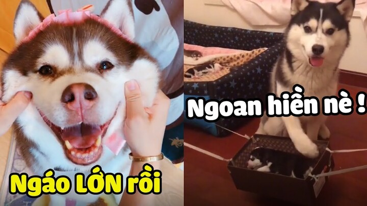 NGÁO đã LỚN KHÔN, NGOAN HIỀN, nhưng sự thật có phải vậy ?? | Yêu Lu Official