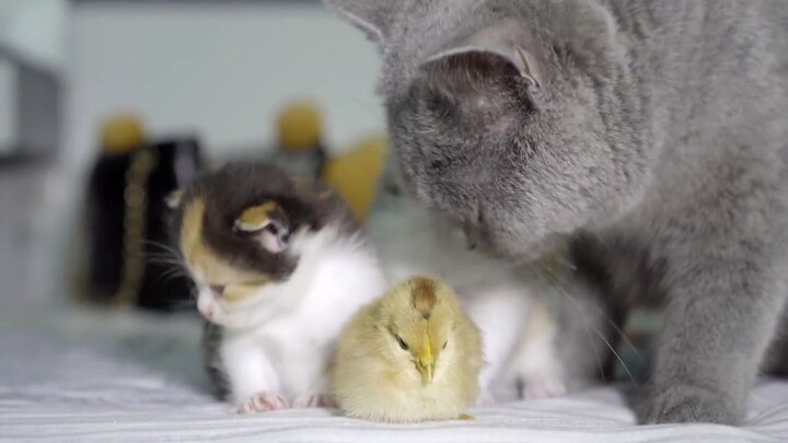 Mama kucing susu mengira anak ayam juga adalah bayi kecilnya, lucu dan menggemaskan sekali