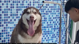 صاحب متجر الحيوانات الأليفة: إذا أحضرت هذا الهاسكي للغسيل مرة أخرى، فلن يبقى شيء للأخوة ليفعلوه!