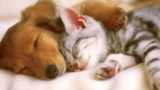 Funny Cats And Dogs Sleeping Together Videos Compilation 🔴 Gatos y Perros Durmiendo Juntos Vídeos