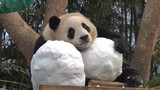 Animal | Cute Panda Fubao Playing With Giant Snowball