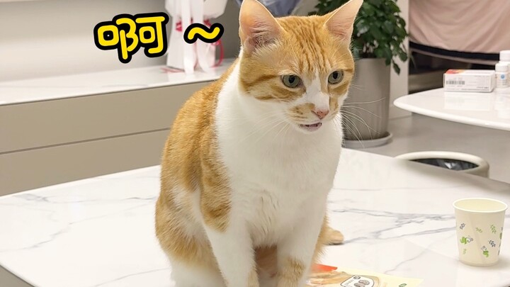 I gave him snacks during the livestream—the taste has truly lingered ever since… (With no buttons, I