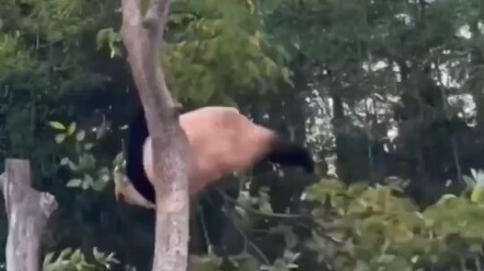 Những khoảnh khắc xui xẻo của các bảo vật quốc gia, hãy nói với tôi là chúng không đau nhé?