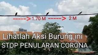 Aksi Burung Pintar di Masa Lockdown || Covid-19 - Blands Hidayat