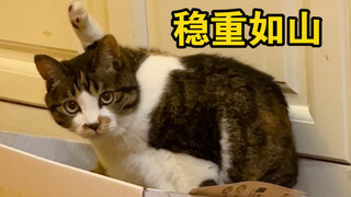 ทัศนคติที่ดีกำหนดชีวิตของแมว! ล้มที่ไหนก็นอนที่นั่น～