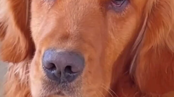 Mèo ơi, cái sự ghen tị này...