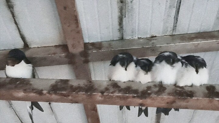 The bird’s nest collapsed! We built a new home for the swallows and witnessed the little chick’s gro