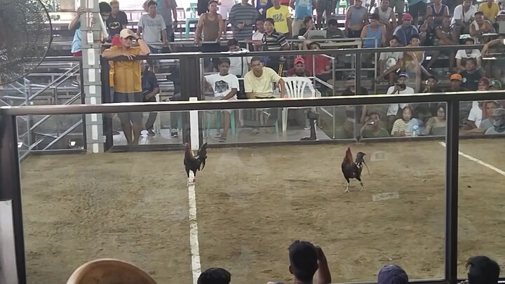 my Allen round head 2nd fight October 29 2023 basaan laban🐓