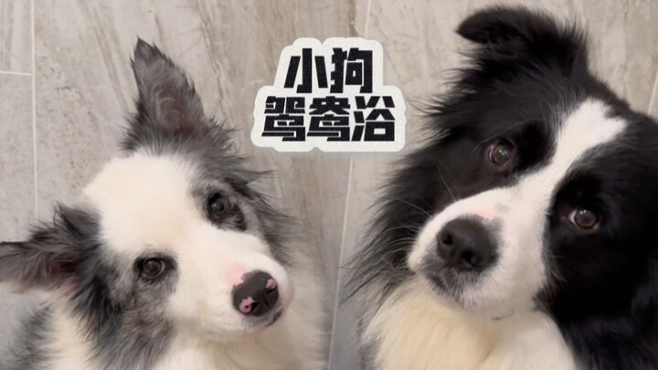 Đến giờ tắm đôi cho hai chú cún rồi!