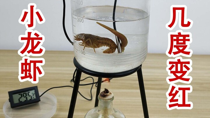 At what temperature does a crayfish turn red? A heat resistance experiment between leeches and crayf