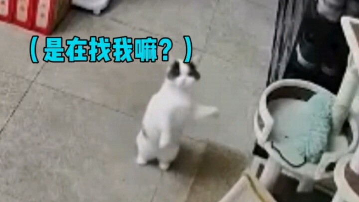 น้องเหมียวทักทายเจ้าของผ่านกล้องวงจรปิด น่ารักมากเลยนะ!