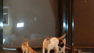 有妈妈在我就不是流浪喵～