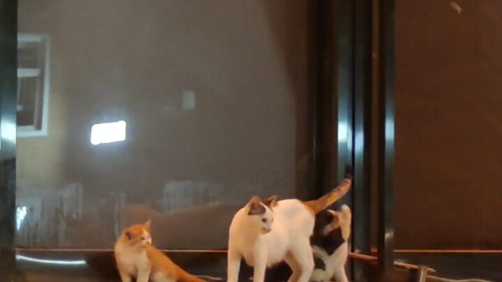 Selama ada ibu, aku bukan kucing liar lagi～