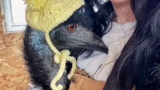 农场主养的暴躁鸸鹋，戴上帽子后突然变得小鸟依人