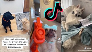 TikToks that know how to fetch - TikTok Dog Compilation #6