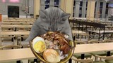 A day at school for cats
