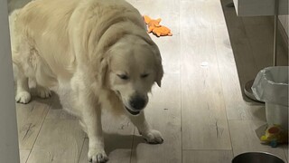 عندما ظن كلبي أنه سيقضي الليلة في منزل أقاربه