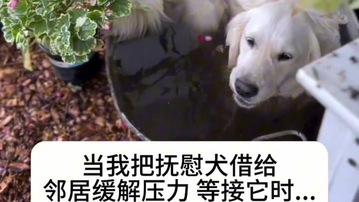 Comforting Dog: I'm watering the flowers, hehe