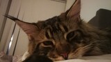 [Hewan]Menyerah Pada Manjanya Kucing Maine Coon