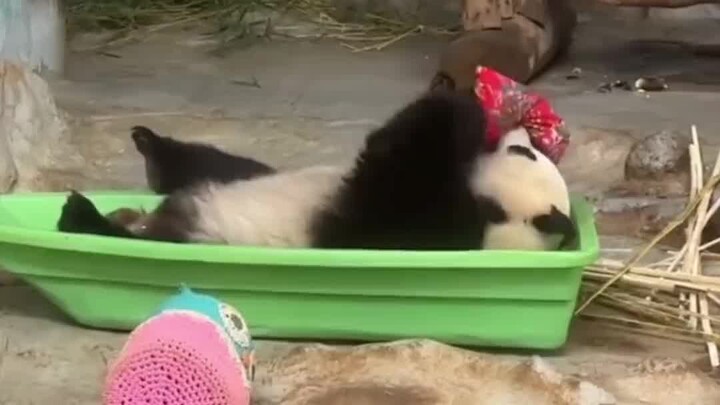 #Tiger: It only gave it to me because it didn’t want it anymore, right? #Panda #NationalTreasure #Sh