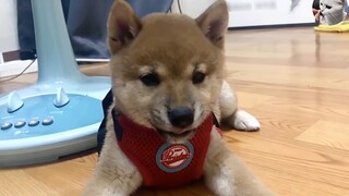 Shiba Inu tidak dapat mengenali status keluarganya, dan pemiliknya ingin meninggalkannya, Netizen me