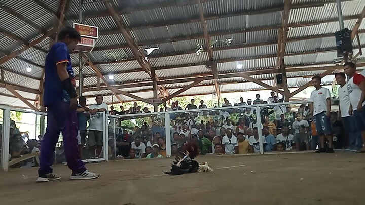 mabo gallera 3cock derby 1st fught