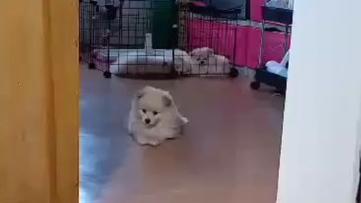 cute puppy
