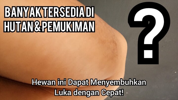 Langsung Kering - Obat Luka Alami Dan Mudah Di Dapat