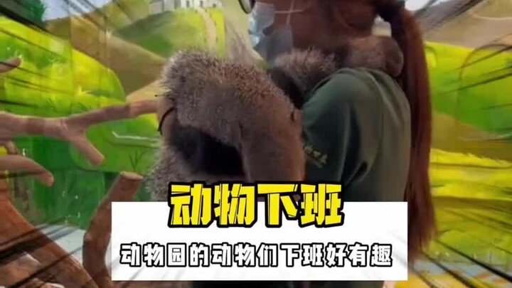 The animals at Chimelong Zoo are just too adorable when they’re off work!