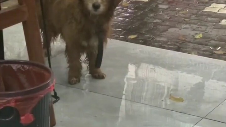 Chú chó hoang vào quán trú mưa, ánh mắt khiến ai cũng thấy xót xa.