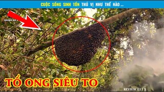 Bắt TỔ ONG Siêu To Khổng Lồ Ở Trong Rừng